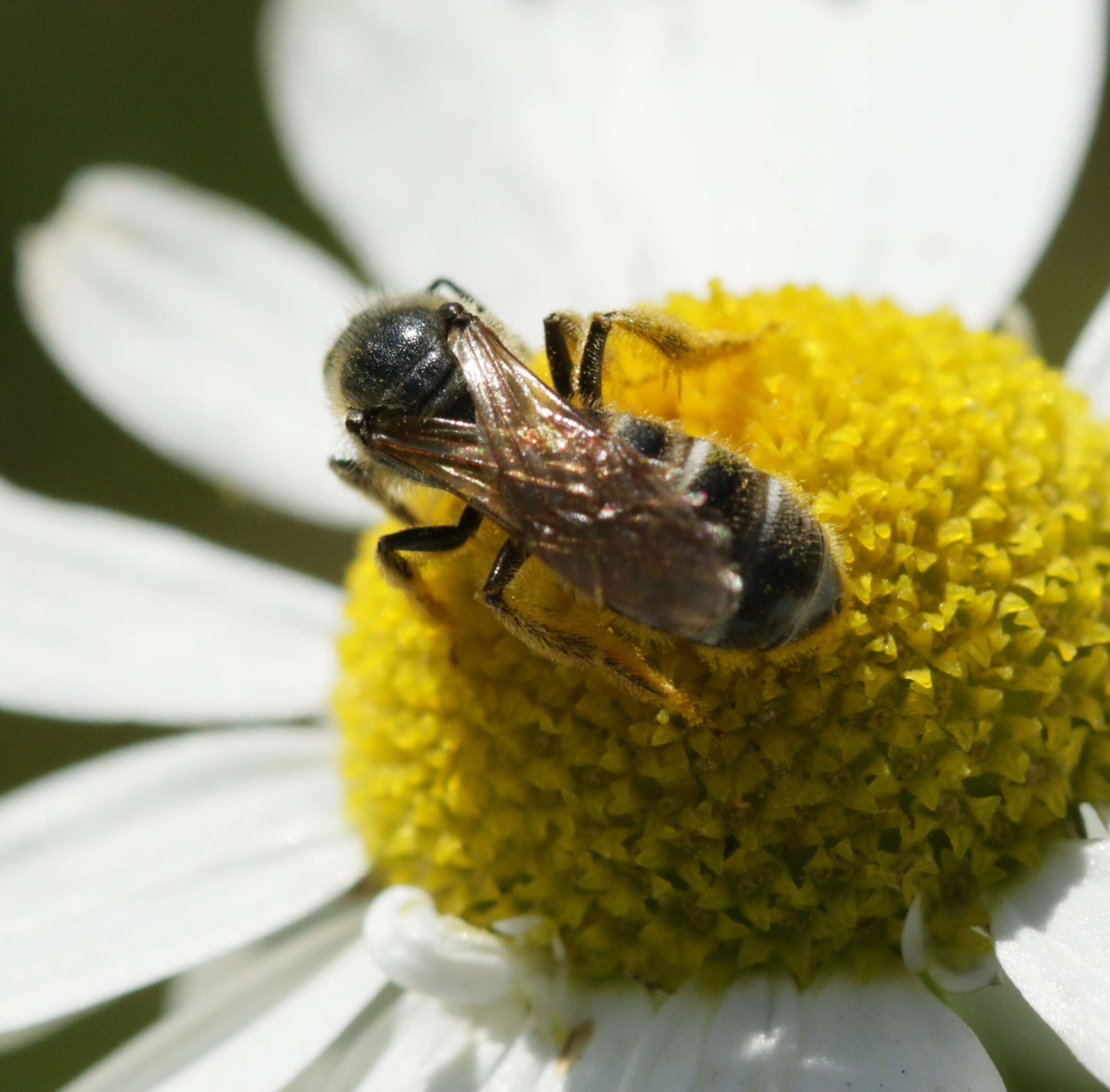 Plancia ëd Lasioglossum calceatum (Scopoli 1763)