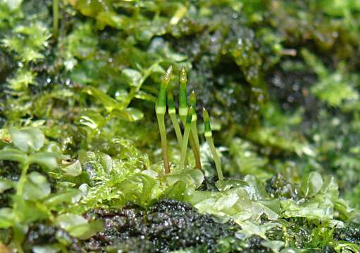 Image of Green shield moss