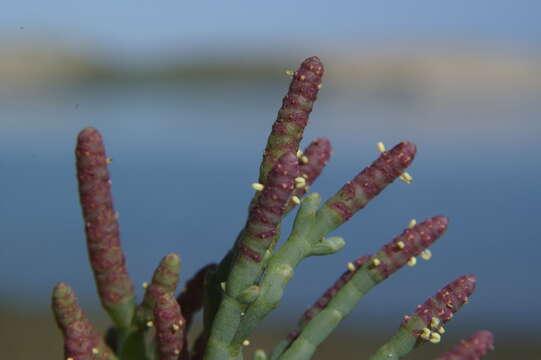 Слика од Salicornia pacifica Standl.