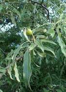 Plancia ëd Pyrus salicifolia Pall.