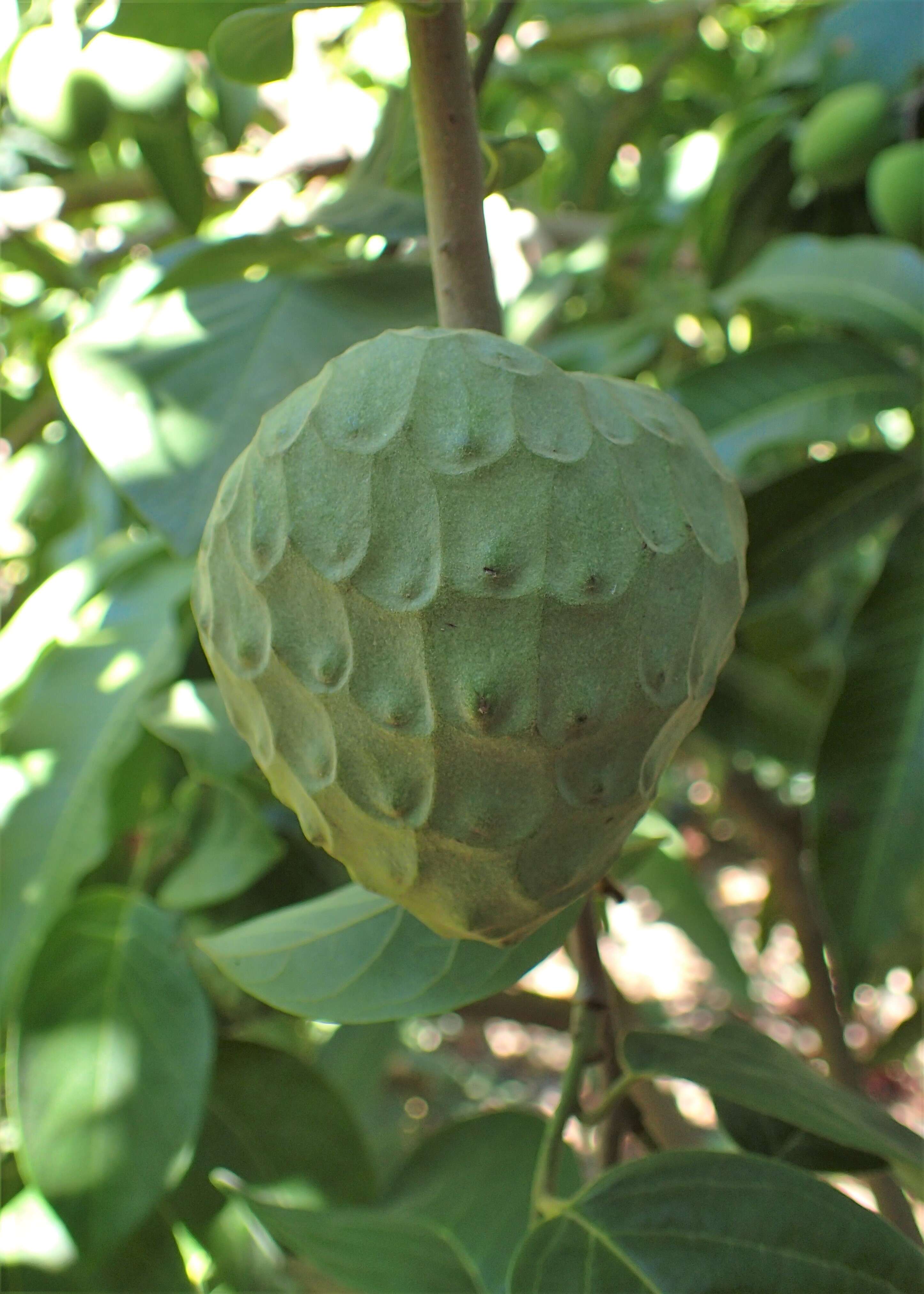 Plancia ëd Annona cherimola Mill.