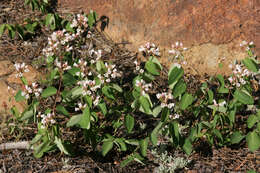 Image of flytrap dogbane