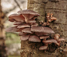 Image of Pleurotus ostreatus (Jacq.) P. Kumm. 1871