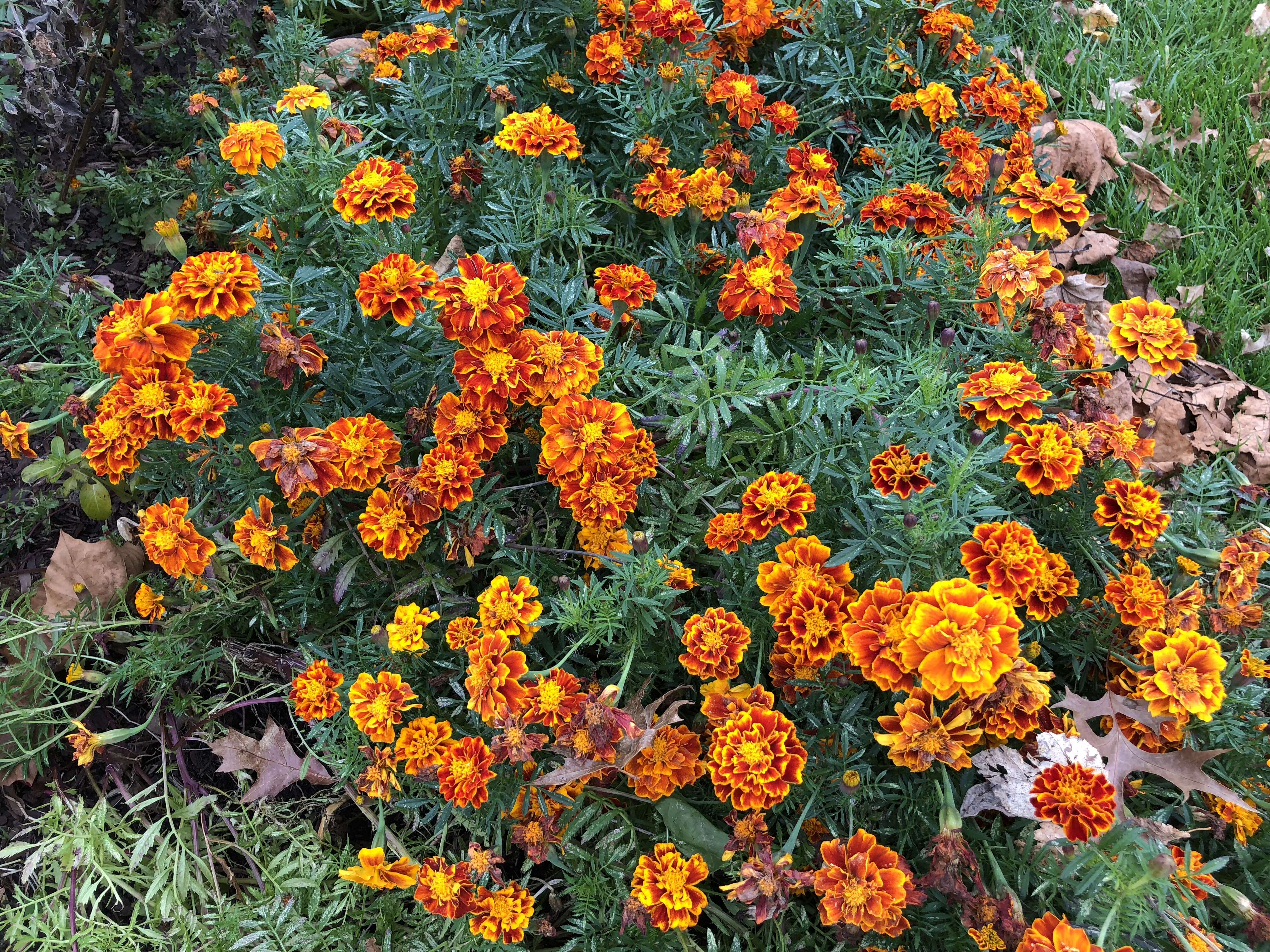 Image of French marigold