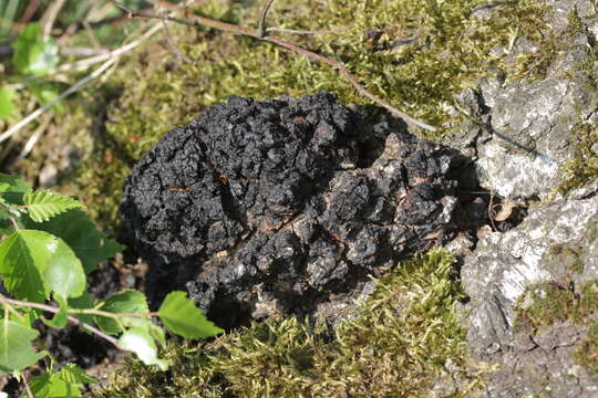 Image of Chaga