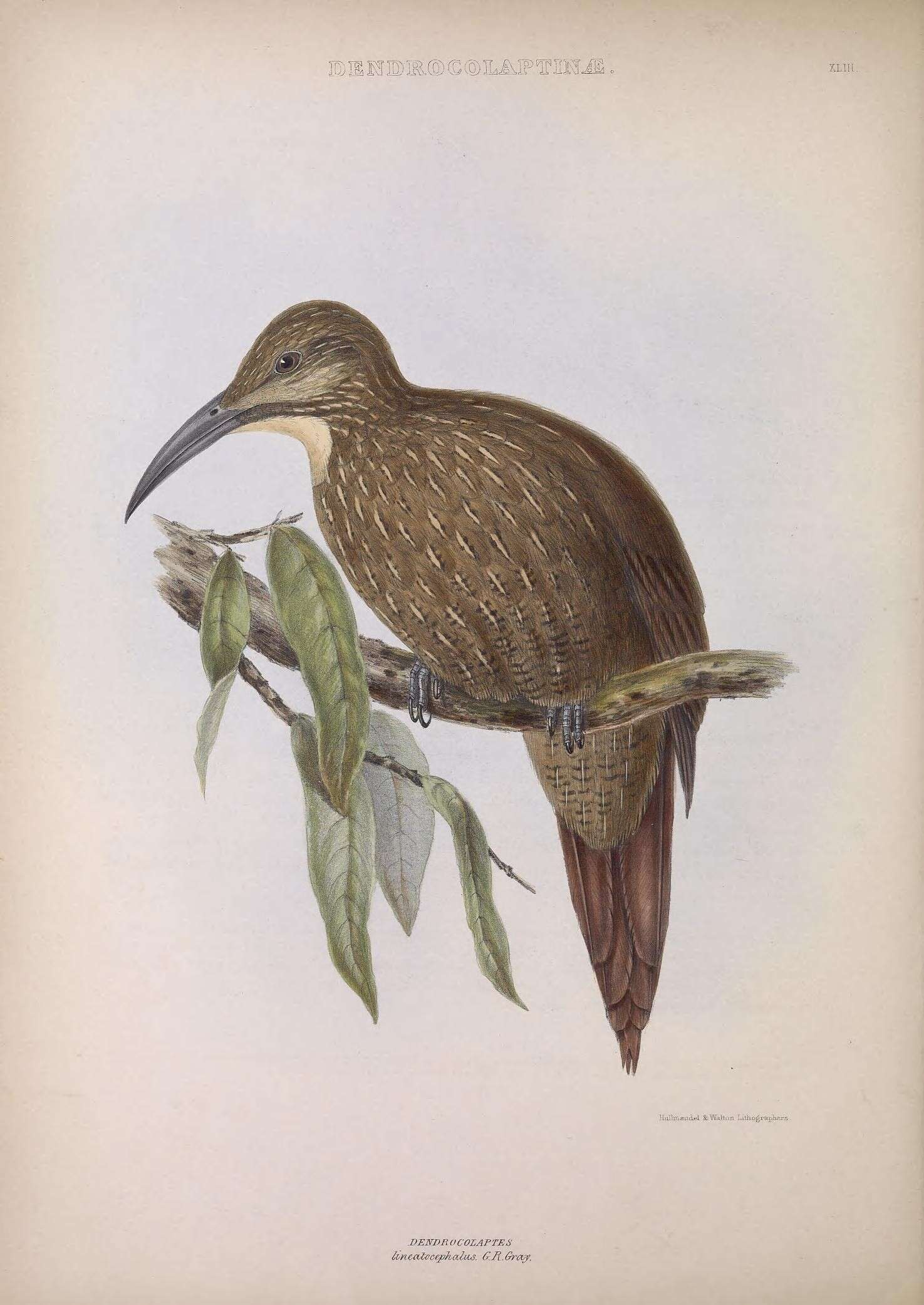 Image of Dendrocolaptes Hermann 1804