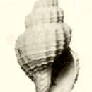Image of Pleurotomella demosia (Dautzenberg & H. Fischer 1896)