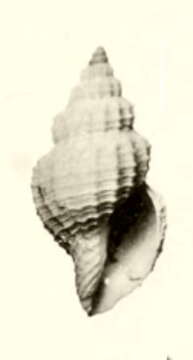 Image of Pleurotomella demosia (Dautzenberg & H. Fischer 1896)