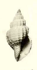 Plancia ëd Pleurotomella demosia (Dautzenberg & H. Fischer 1896)