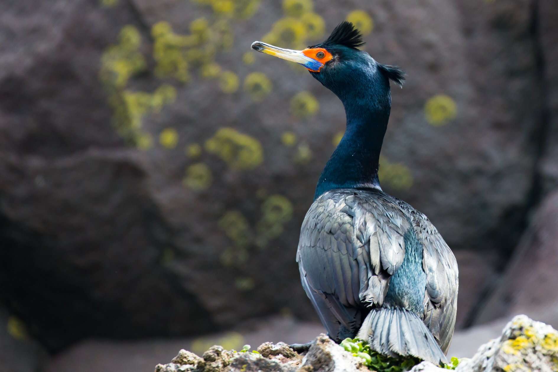 Image of Red-faced Cormorant