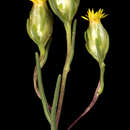 Image of Erymophyllum