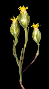 Image of Erymophyllum