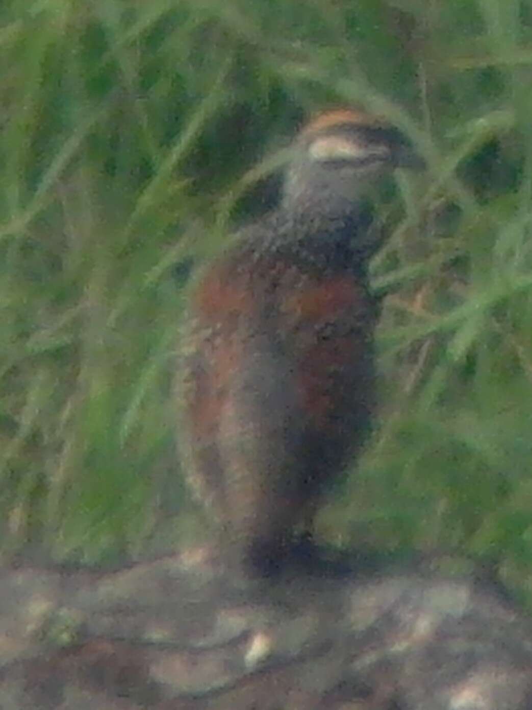 Image of Chinese Francolin