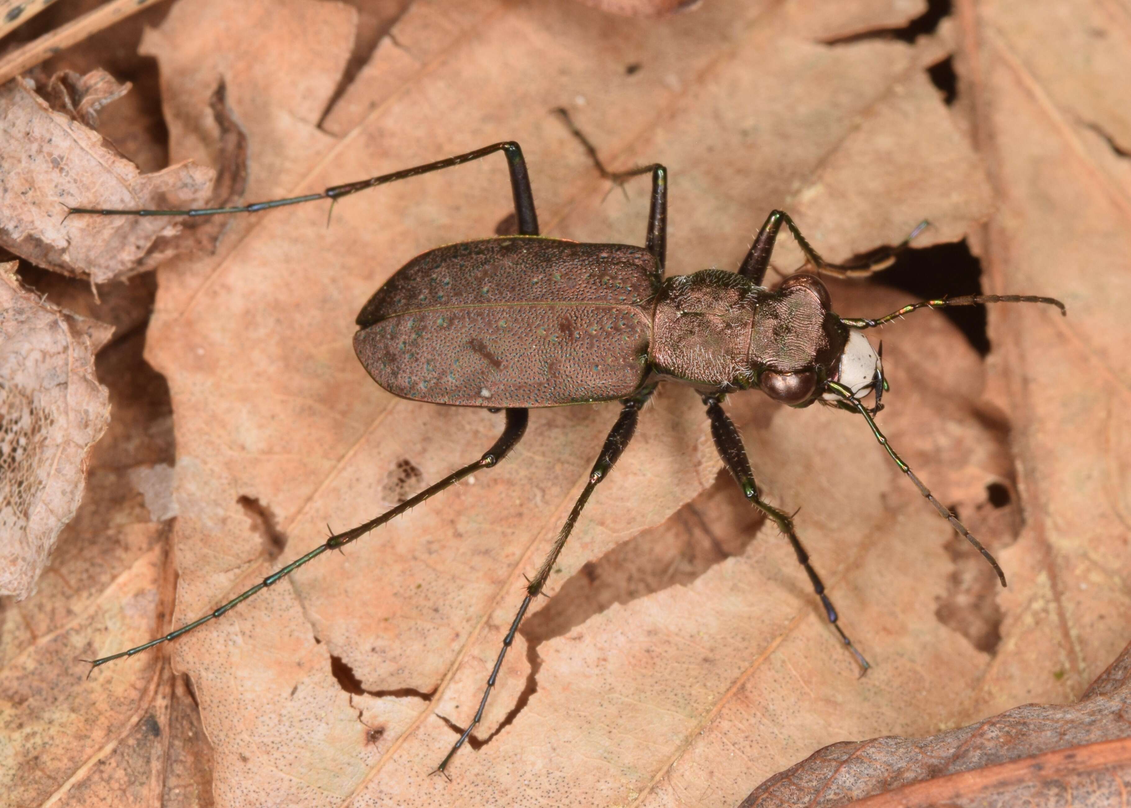 Image of One-spotted Tiger Beetle