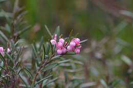 Image of bog rosemary