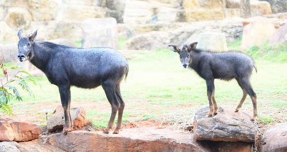 Image of Sumatran serow