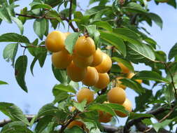 Image of Prunus sect. Prunus