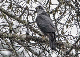 Image of Eurasian Goshawk