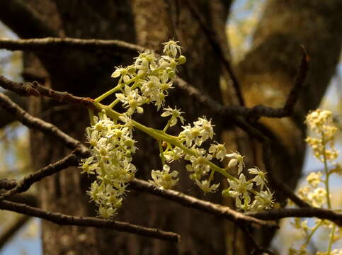 Image de Chloroxylon