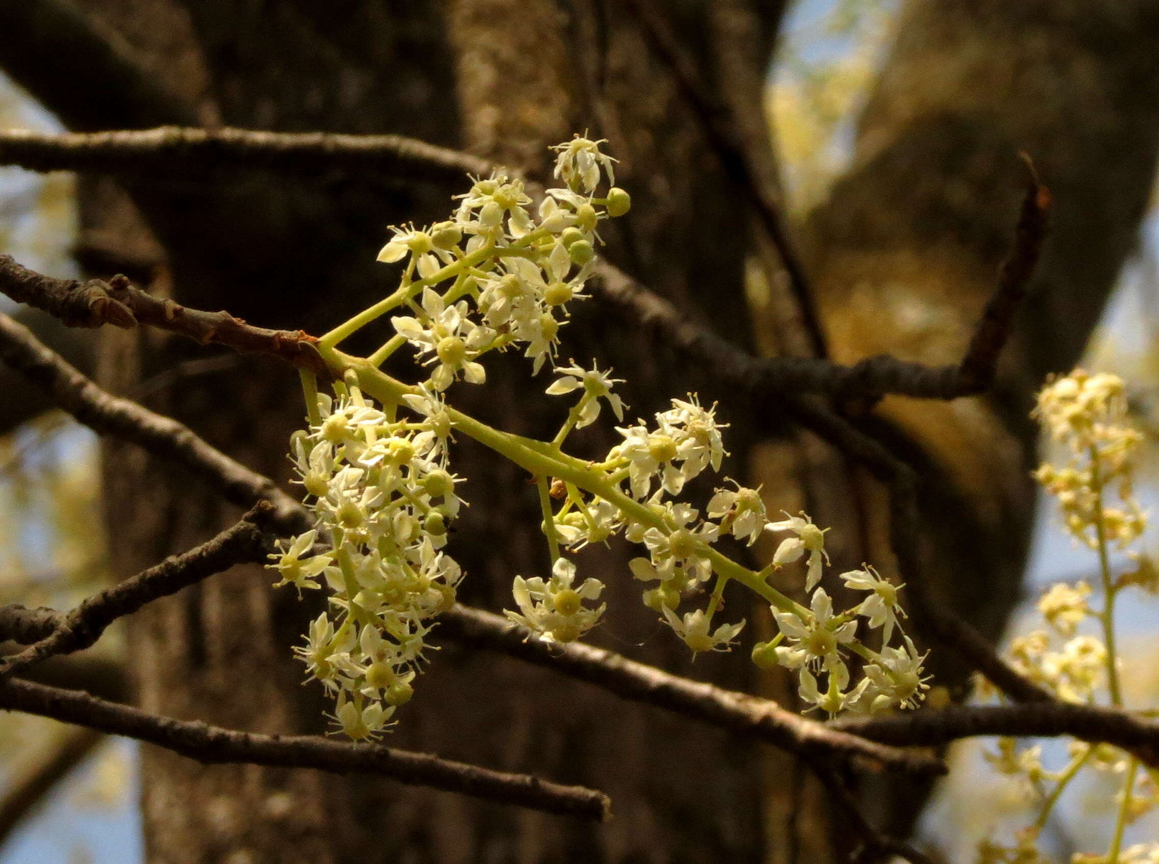 Image of Chloroxylon