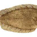 Image of Small-mouth righteye flounder