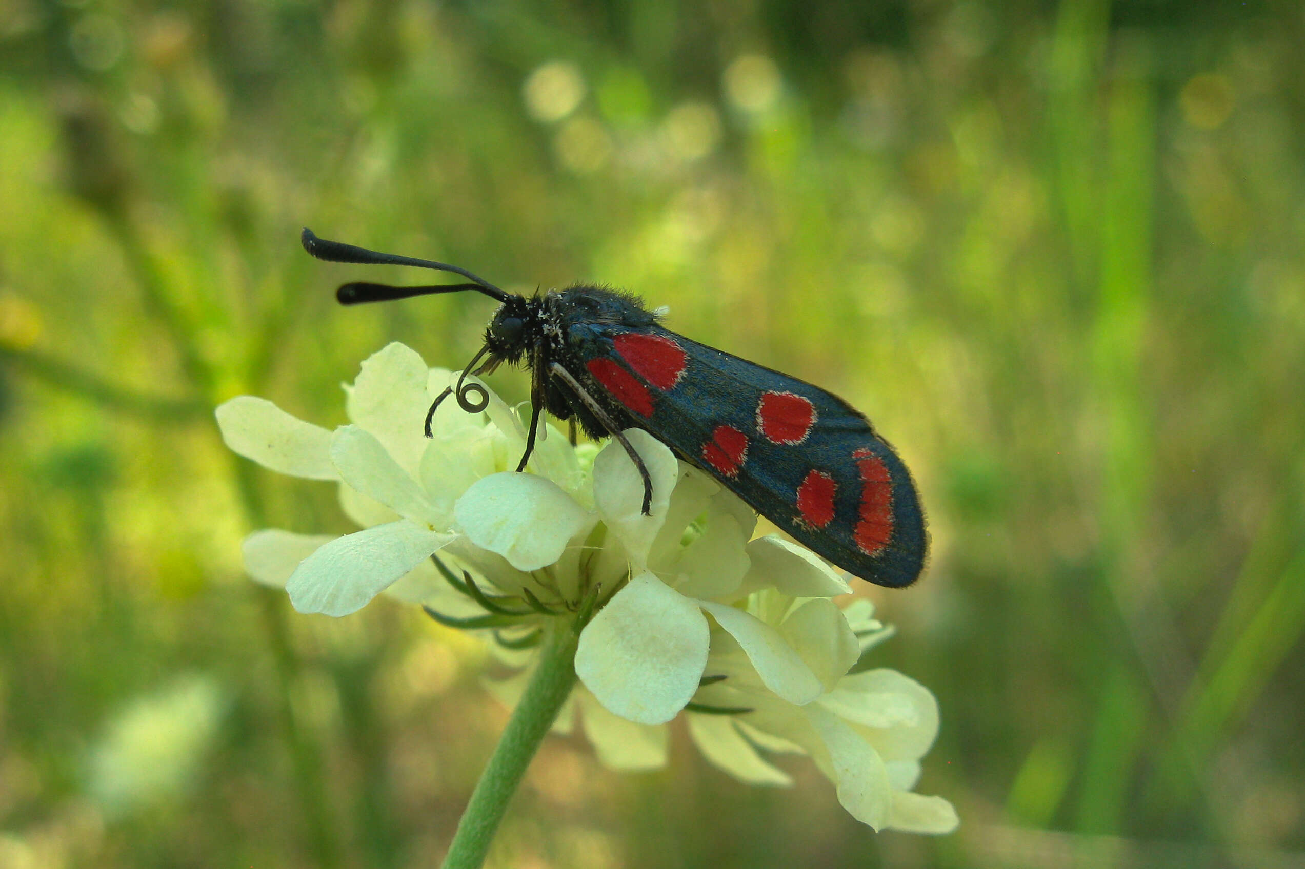 Image of Zygaena carniolica Scopoli 1763