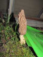 Image of Morchella importuna M. Kuo, O'Donnell & T. J. Volk 2012