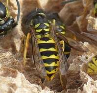 Image of Common wasp