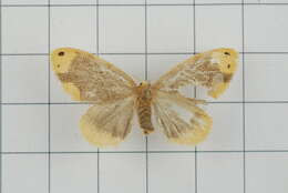 Image of Arna bipunctapex Hampson 1891