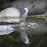 Image of Night Herons