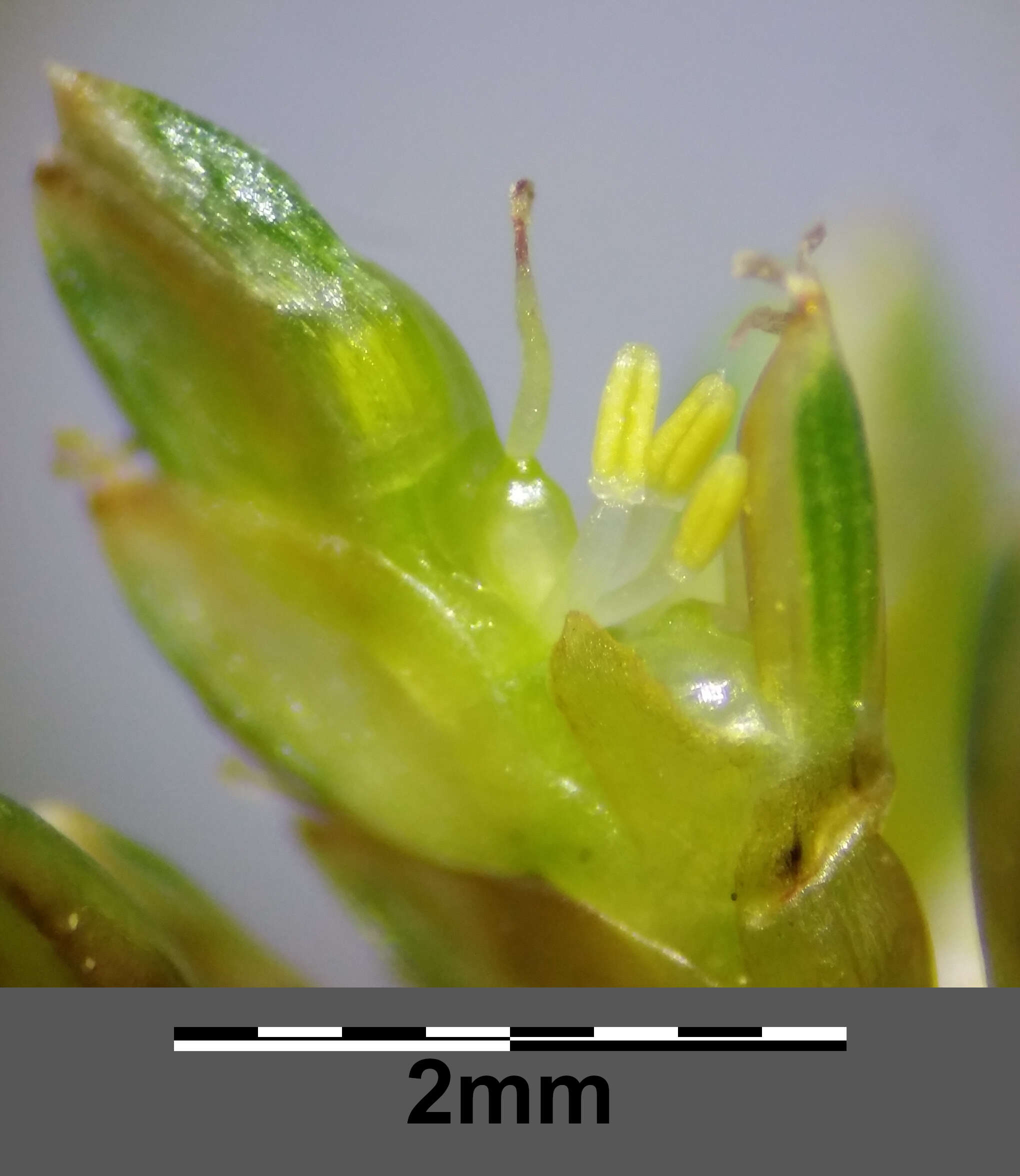 Image of Yellow Flat Sedge