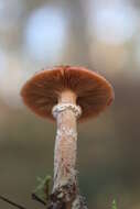 Image of Armillaria ostoyae (Romagn.) Herink 1973