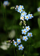 Image of Alpine forget-me-not