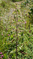 Image of Common Nettle