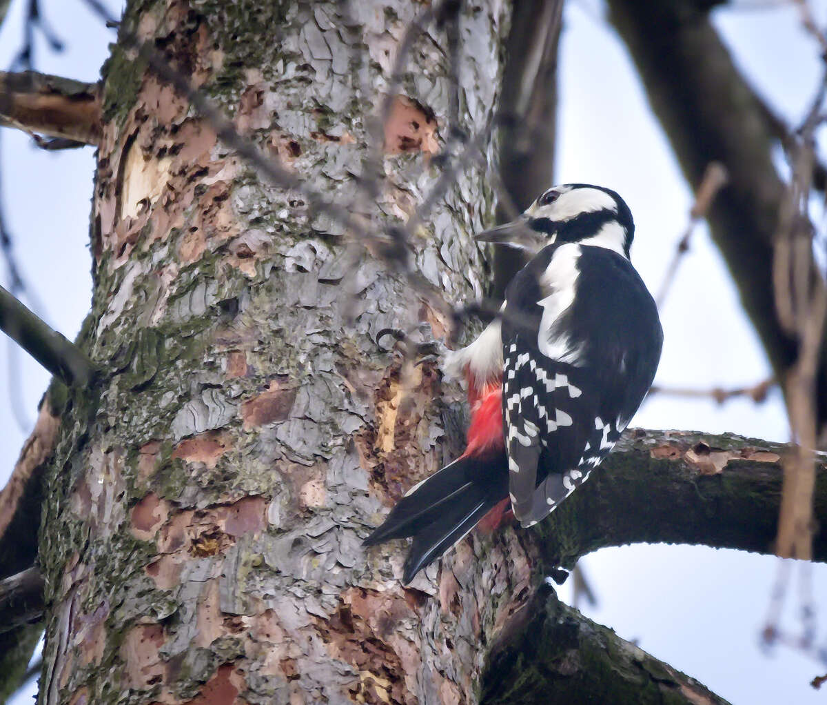 Image of Great Spotted Woodpecker