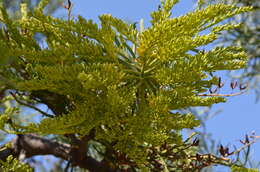 صورة Nuytsia