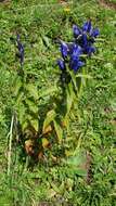 Gentiana asclepiadea L.的圖片