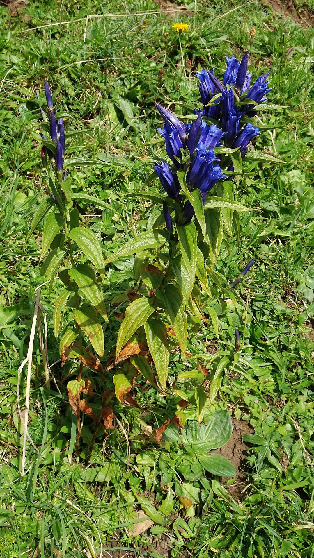 Gentiana asclepiadea L.的圖片