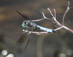 Image of Blue Dasher