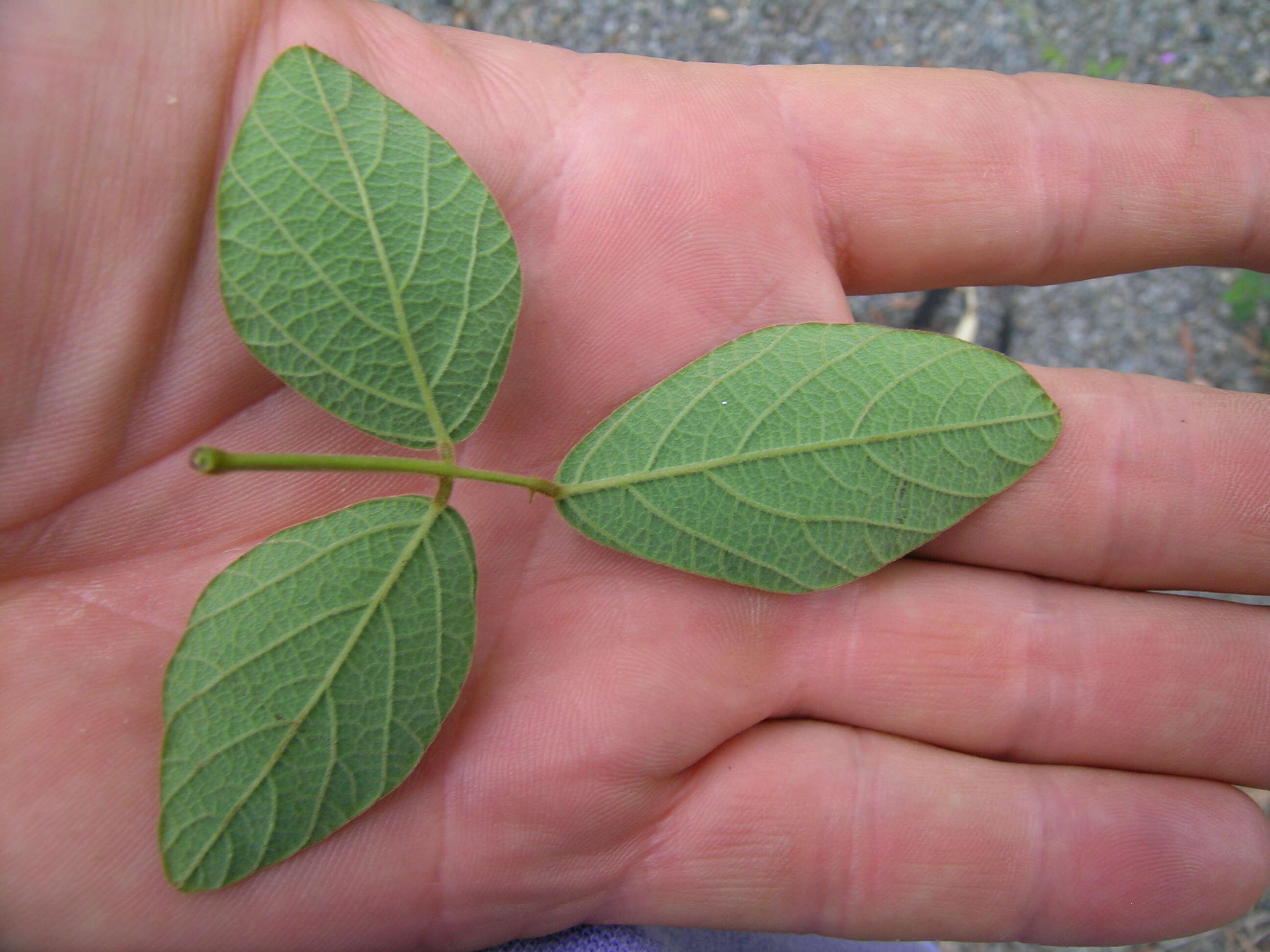 صورة Desmodium rhytidophyllum Benth.