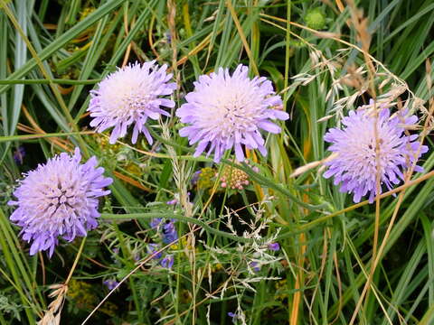 Слика од Knautia arvensis (L.) Coulter