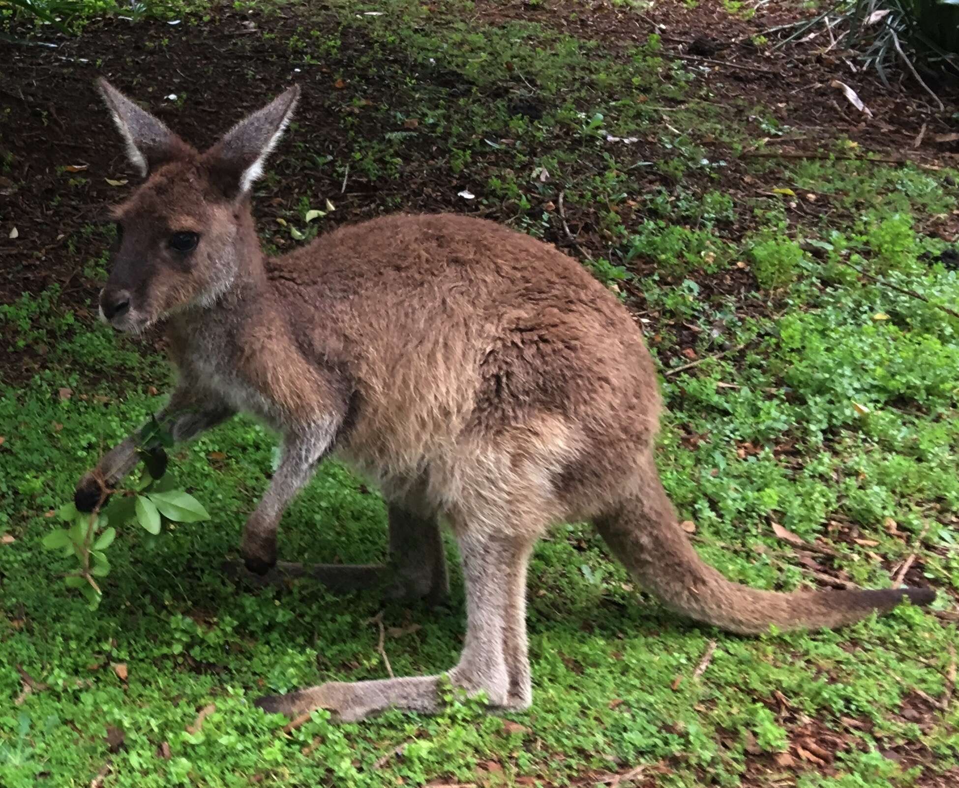 Macropus fuliginosus (Desmarest 1817) resmi