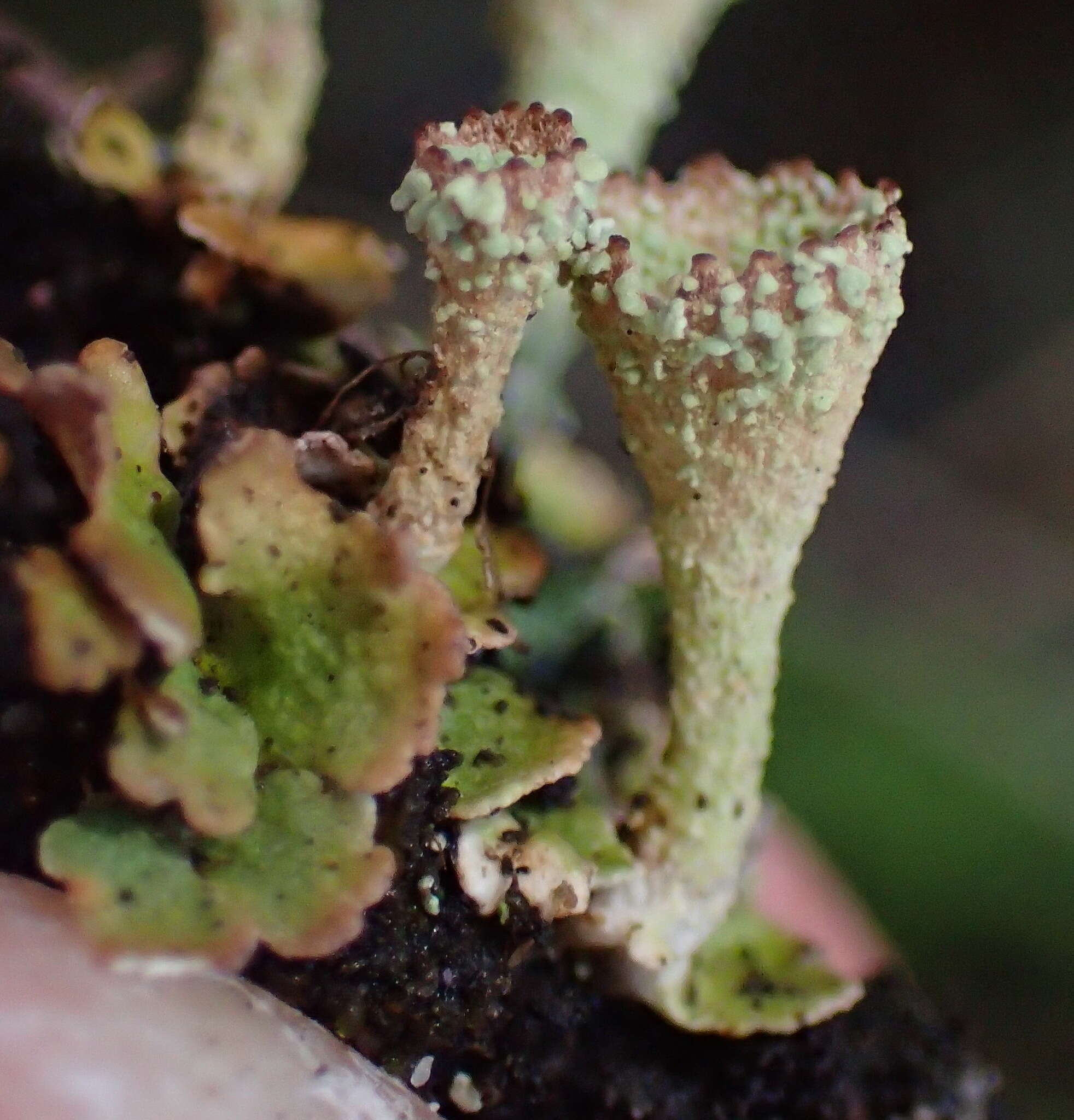 Image of cup lichen
