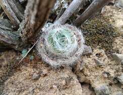 Image of Crassula barbata Thunb.