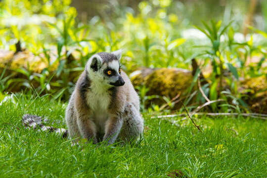 Image of Lemur Linnaeus 1758