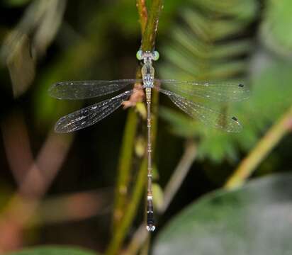 Platylestes kirani resmi