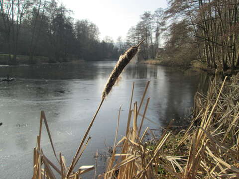 Image of broadleaf cattail