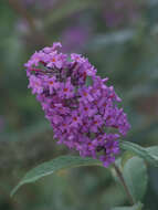 Image of butterfly-bush