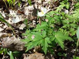 Imagem de Anemone nemorosa L.