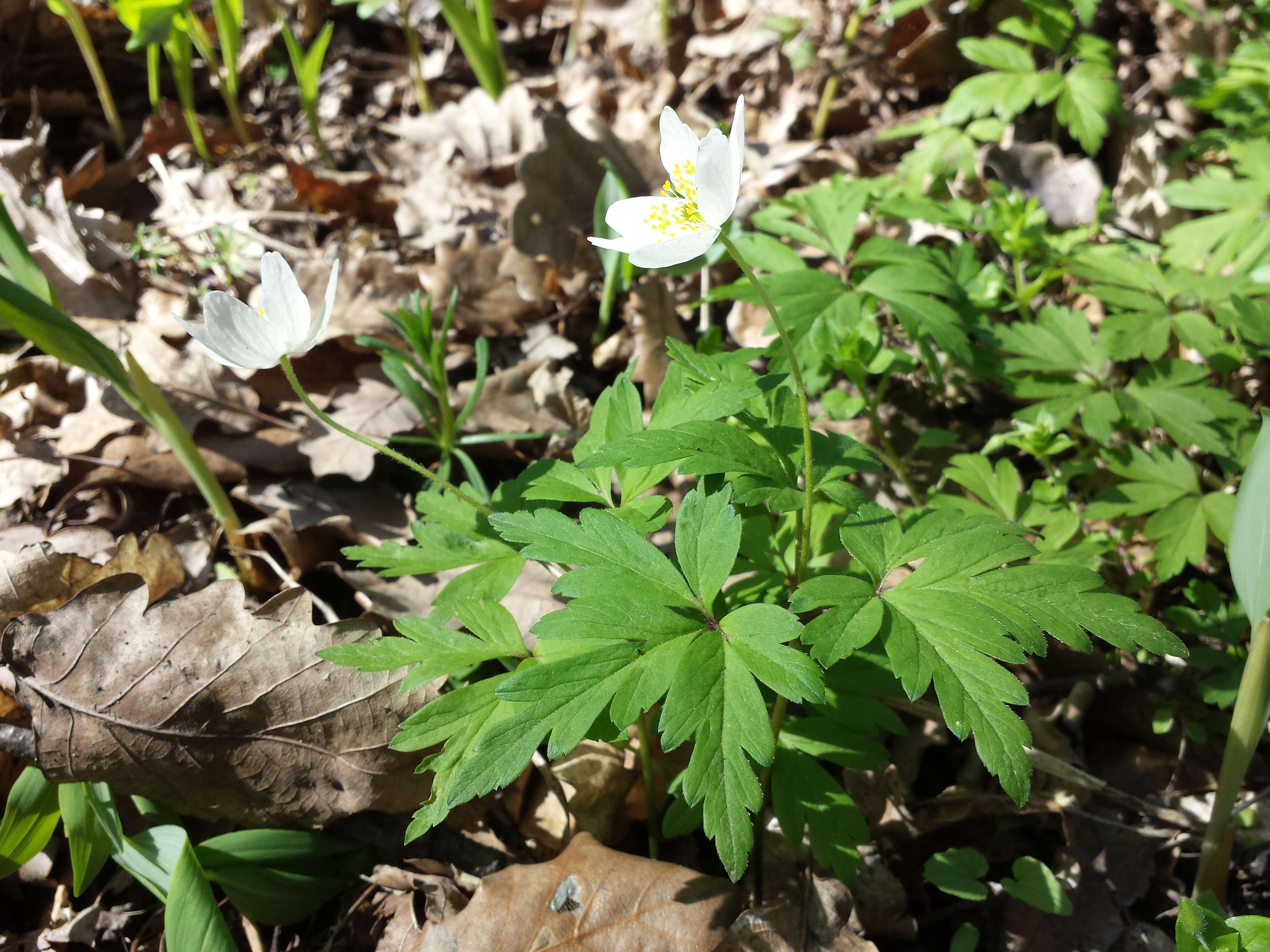 Imagem de Anemone nemorosa L.